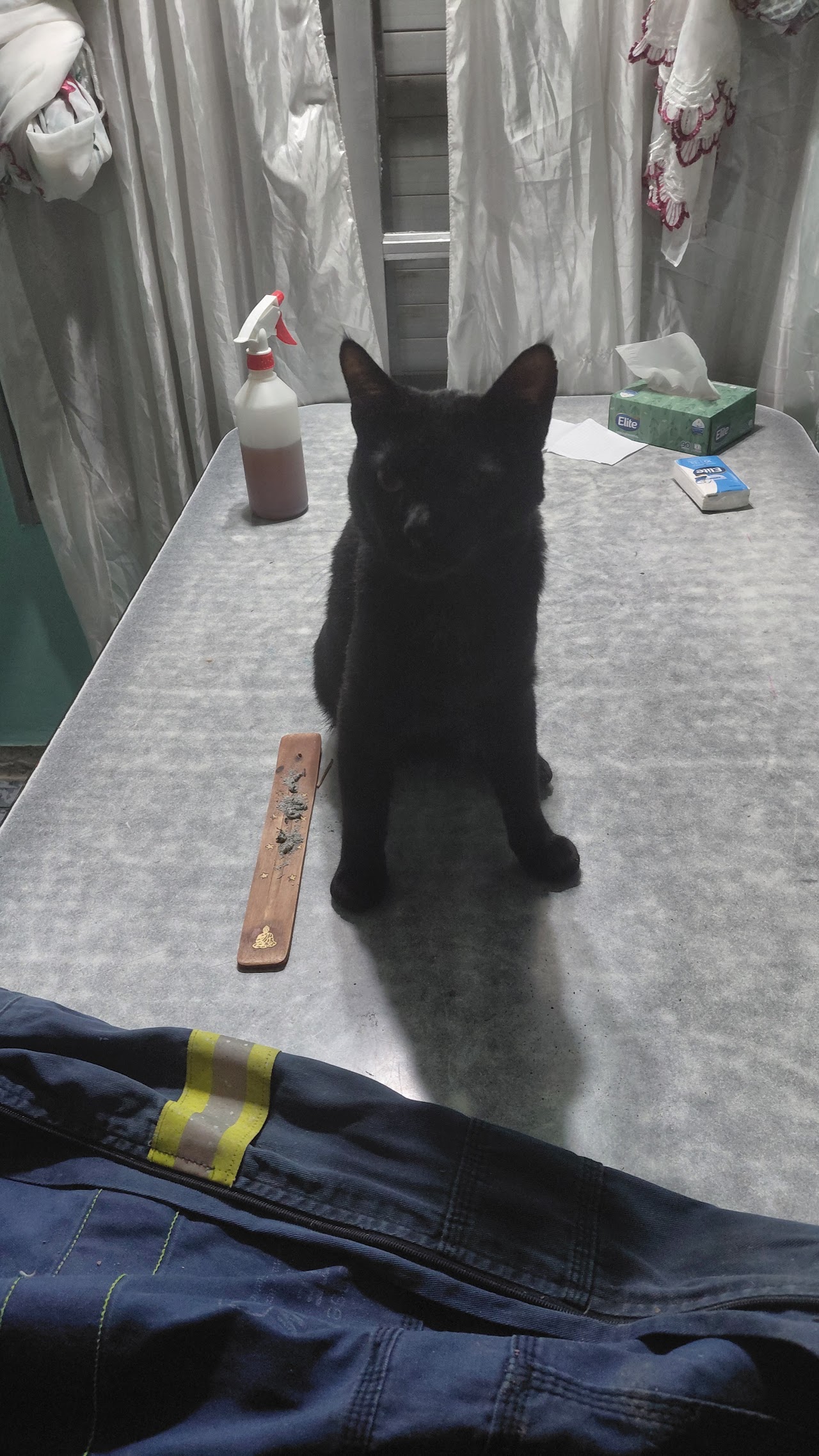 Paciente felino en consulta en Veterinaria BICHO'S