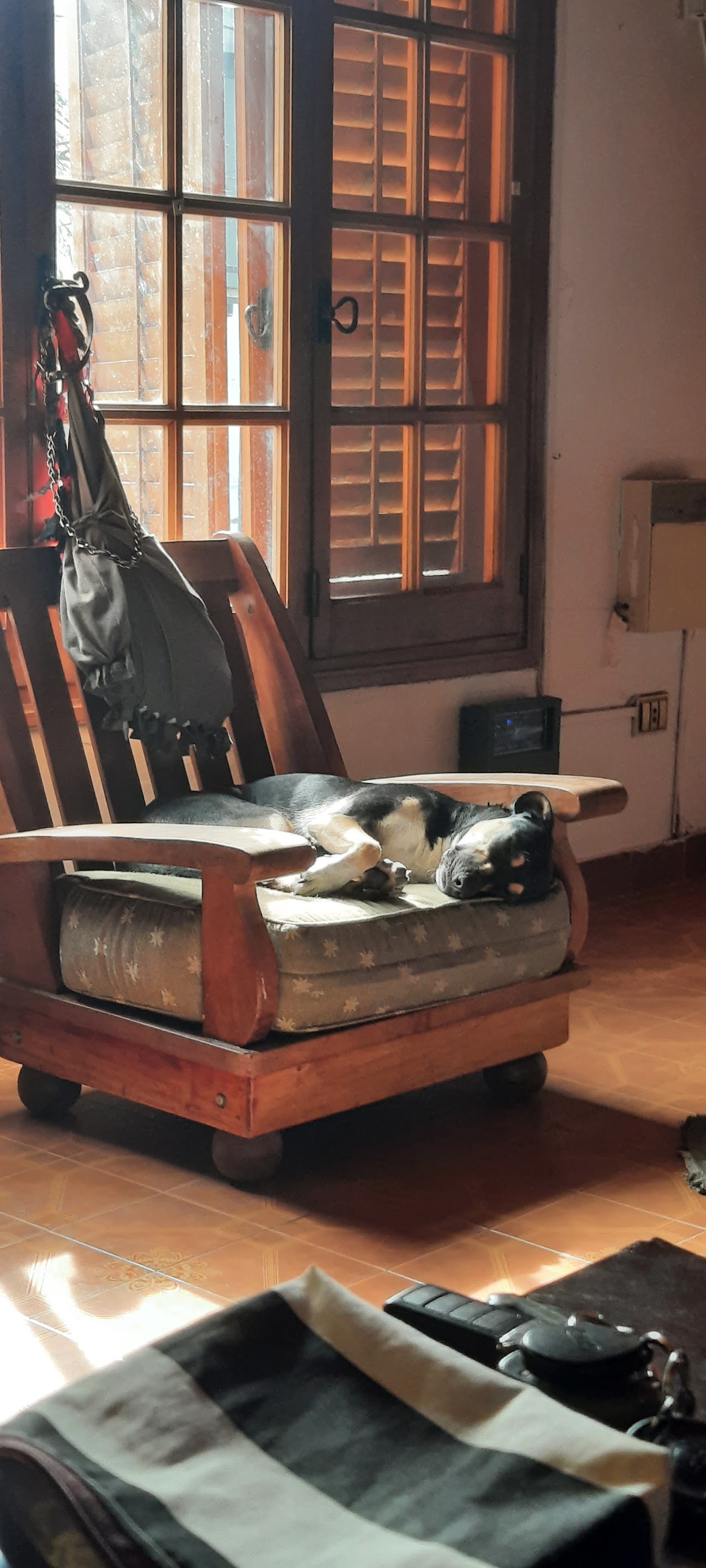 Mascota canina de un cliente de Veterinaria BICHO'S